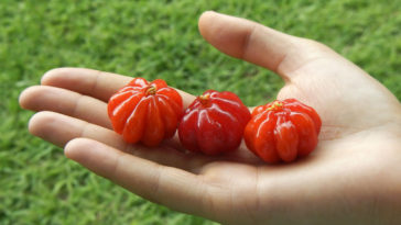 benefícios da pitanga para a saúde