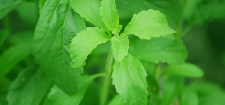 benefícios da stevia para a saúde