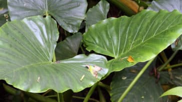 benefícios da taioba