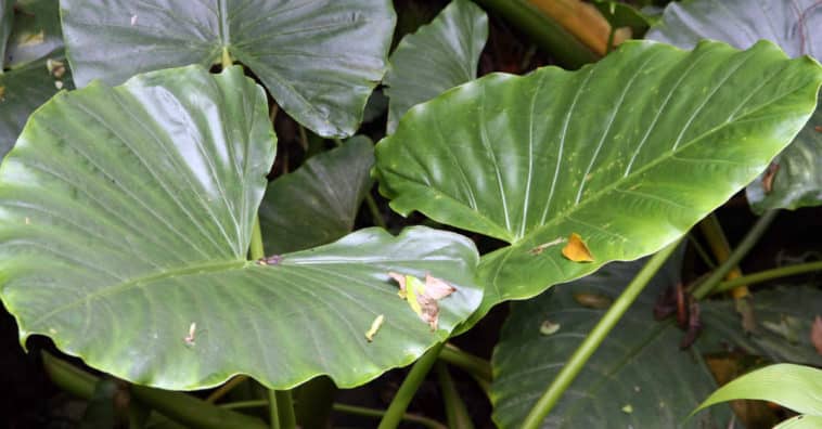 benefícios da taioba