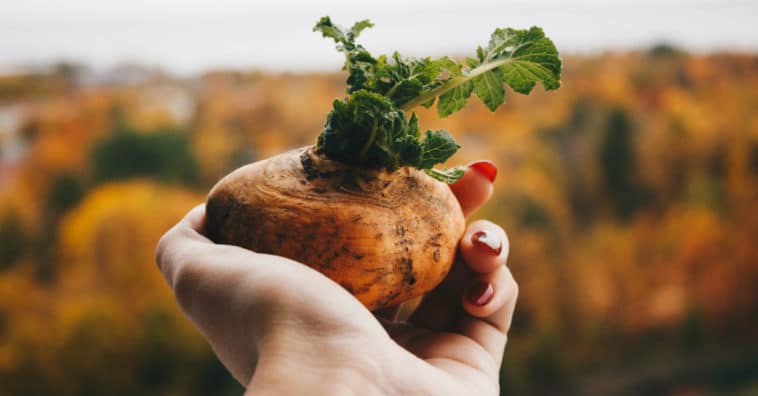 raízes comestíveis