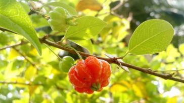 chá de folha de pitanga
