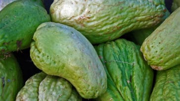 benefícios do chuchu para beleza