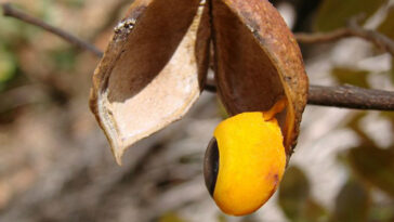 beneficios do oleo de copaiba