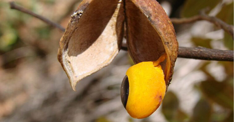 beneficios do oleo de copaiba