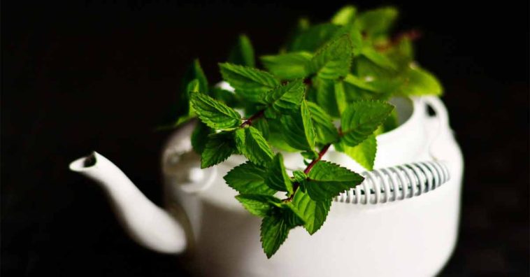 beneficios da hortela