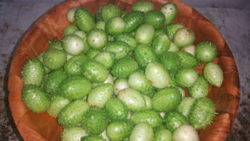 benefícios do maxixe