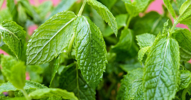 hortelã-pimenta