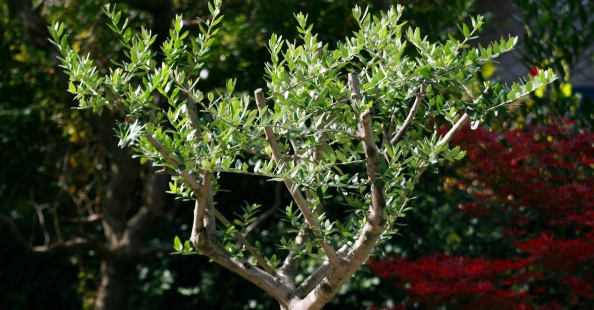 Folha de oliveira saiba para que