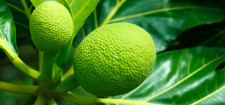 benefícios fruta-pão para saúde