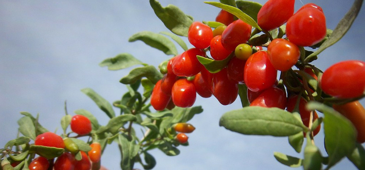 benefícios goji berry para saúde