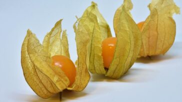 beneficios physalis para saude