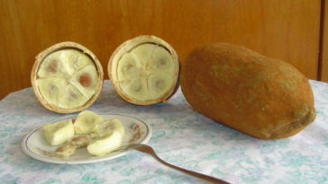 benefícios suco de cupuaçu