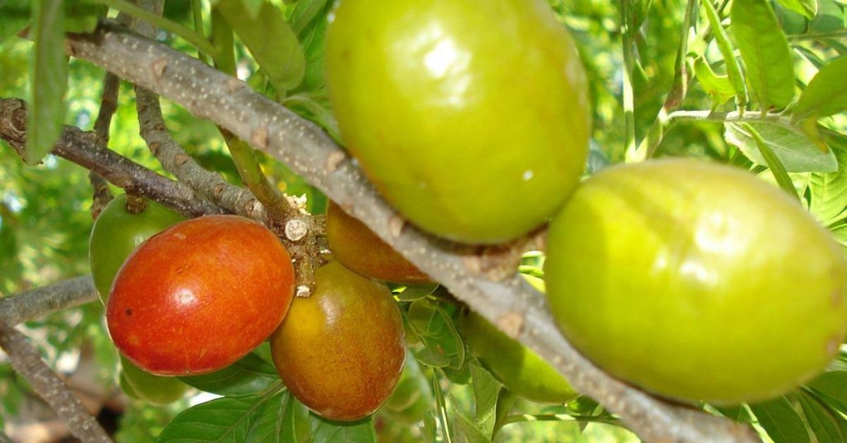 Para Que Serve O Entre Casca Da Siriguela - FDPLEARN
