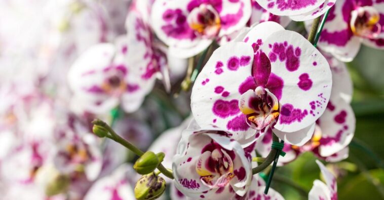 benefícios das orquídeas