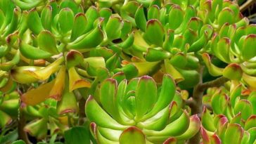 benefícios do bálsamo