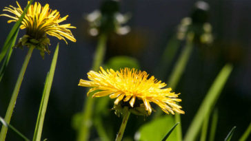 benefícios do dente-de-leão