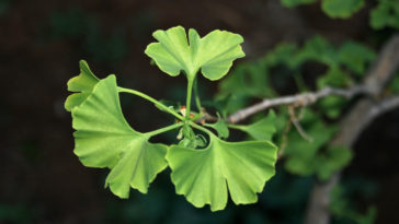 ginkgo biloba