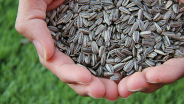 benefícios semente de girassol