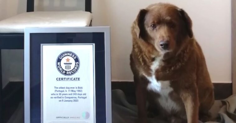 cão mais velho do mundo