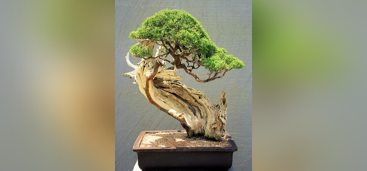 tipo de bonsai-bunjin