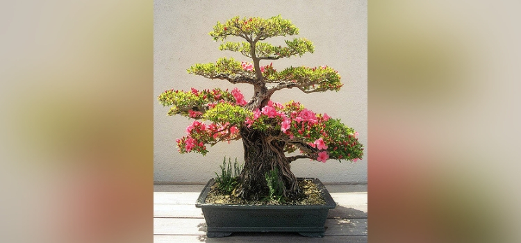 tipo de bonsai-chokkan