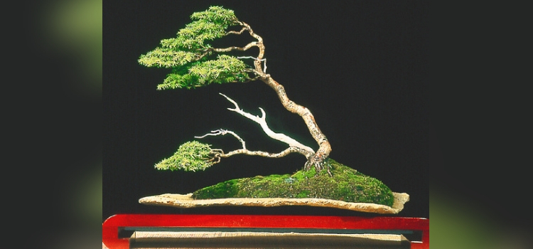 tipo de bonsai-fukinagashi