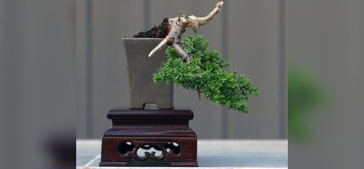 tipo de bonsai-han-kengai