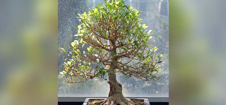 tipo de bonsai-hokidachi