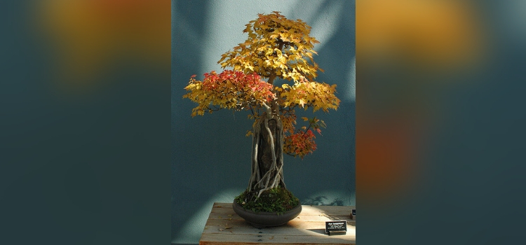 tipo de bonsai-ishitsuki