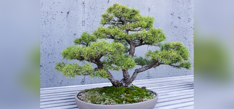 tipo de bonsai-kabudachi