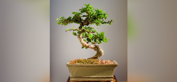 tipo de bonsai-moyogi
