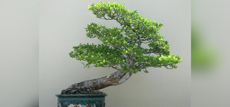 tipo de bonsai-shakan