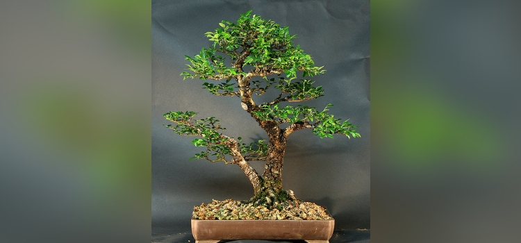 tipo de bonsai-sokan