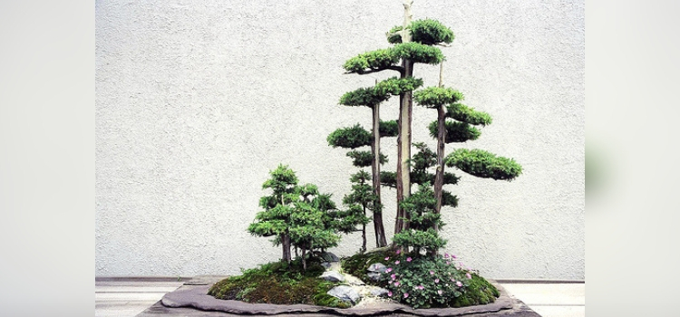 tipo de bonsai-yose-ue