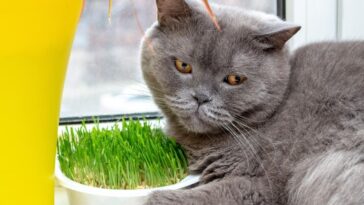 broto de milho para pets