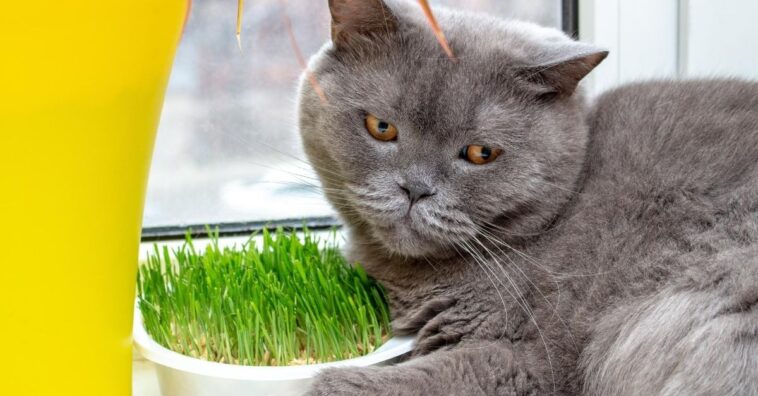 broto de milho para pets