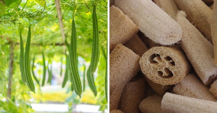 plantar bucha vegetal