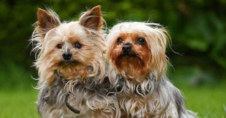 cães mais velhos da grã-betanha