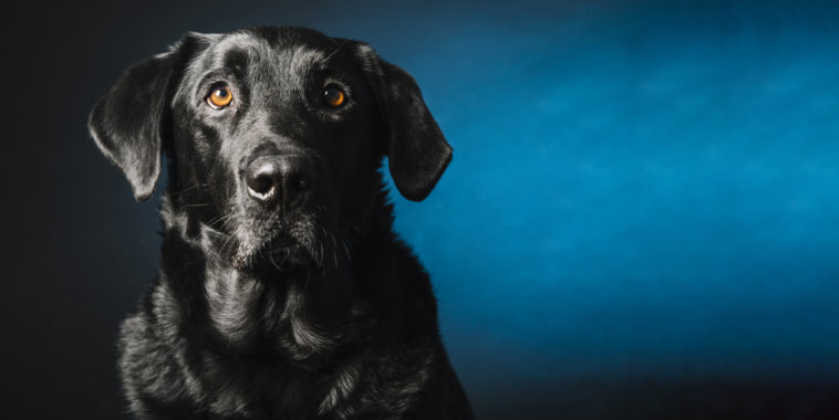 cão passa três dias olhando para uma parede azul
