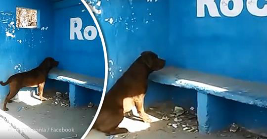 cão passa três dias olhando para uma parede azul entenda