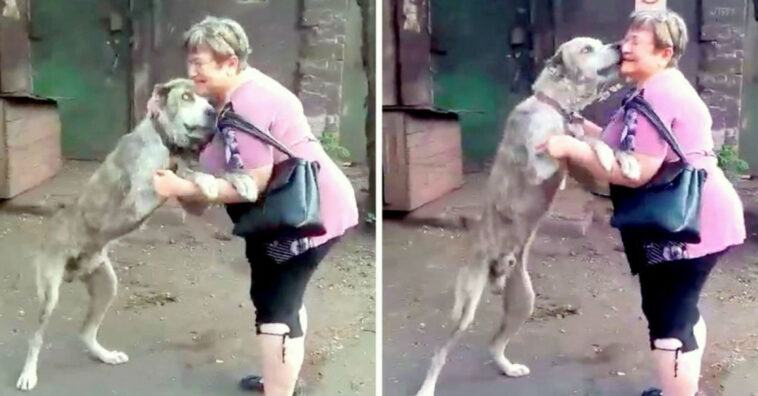 cão roubado há 2 anos volta para casa