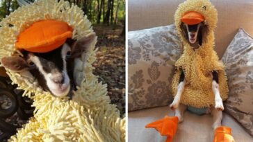 cabra vestida de pato