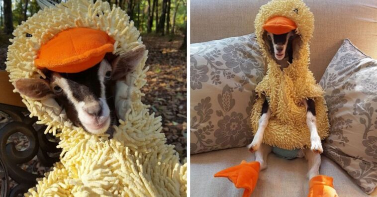 cabra vestida de pato