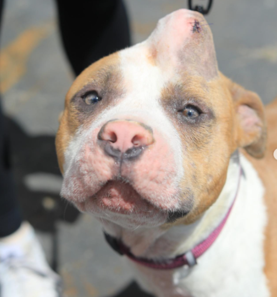 cachorra salva da eutanásia