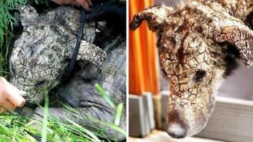 cachorrinha com cara de pedra recuperada