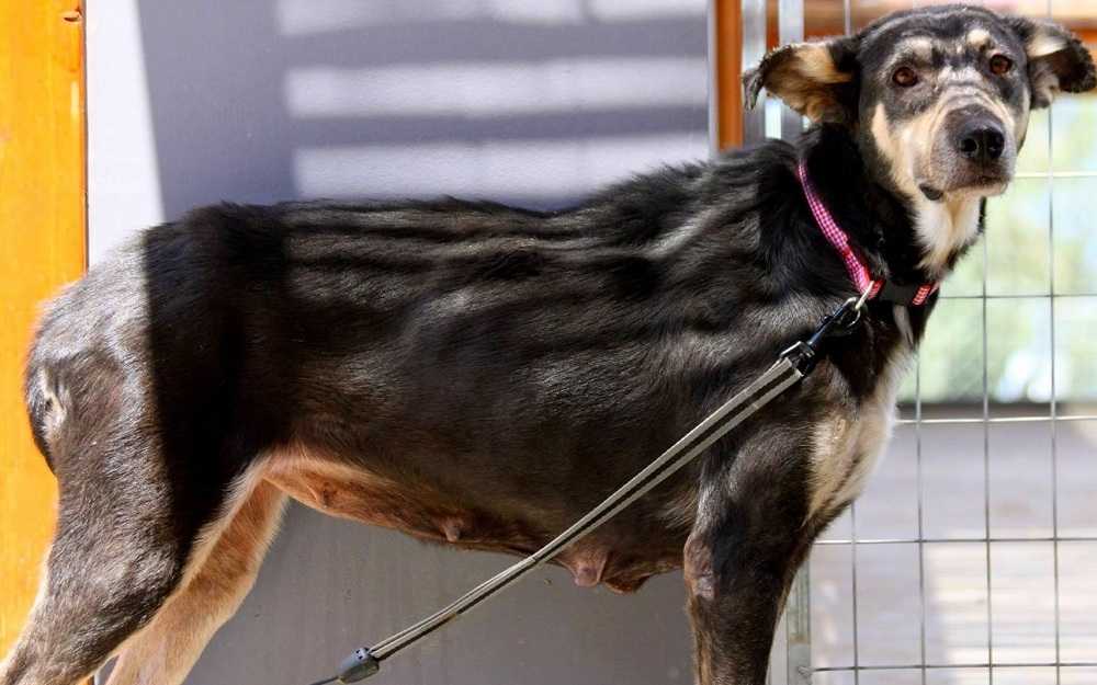 cachorrinha com cara de pedra recuperada