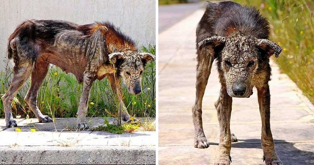 cachorrinha com cara de pedra triste