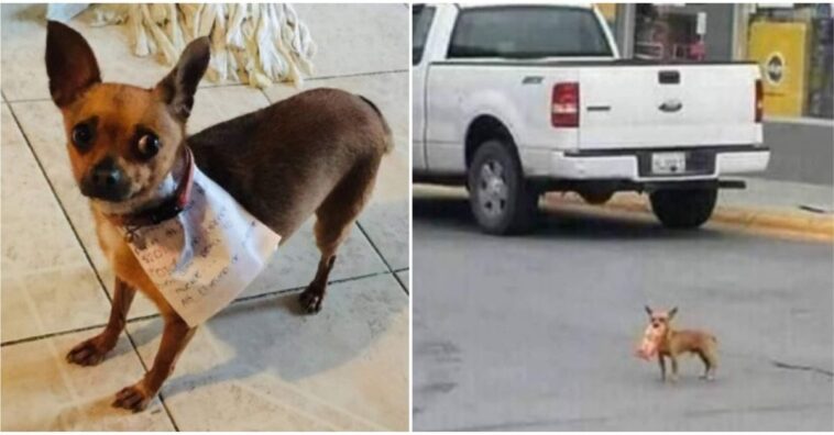 cachorrinha compra salgadinho na quarentena