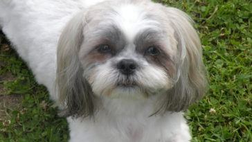 cachorrinha usando dentadura